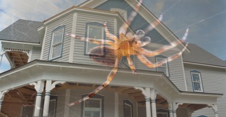 PLAŠITE LI SE PAUKA? Ako uradite ovih 5 stvari nikada više ih nećete vidjeti u vašem domu