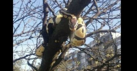 HOROR SCENA ISPRED DOMA ZDRAVLJA: Piton na drvetu uplašio građane, izdato upozorenje (FOTO) 