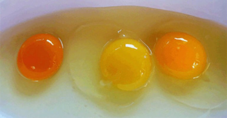 yema-huevos-gallina-2-622x323
