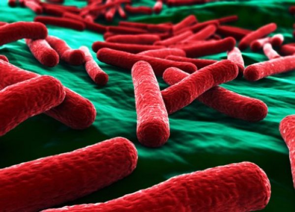 slike-otkrivaju-bakterije-koje-mogu-da-izazovu-bolesti-desni-i-karijesa-6