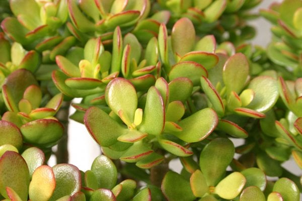 crassula-compact-jade-2-3d99621d-65b2-45f2-a840-8e7608c0a8fe