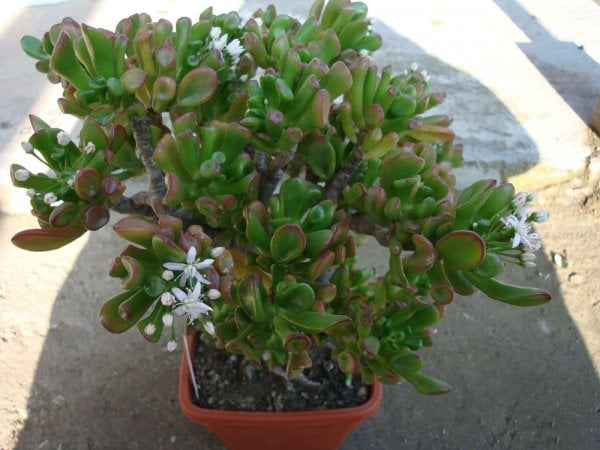 crassula-ovata-convoluta-hobbit