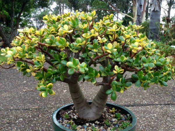 crassula-ovata-hummels-sunset-golden-jade-tree5