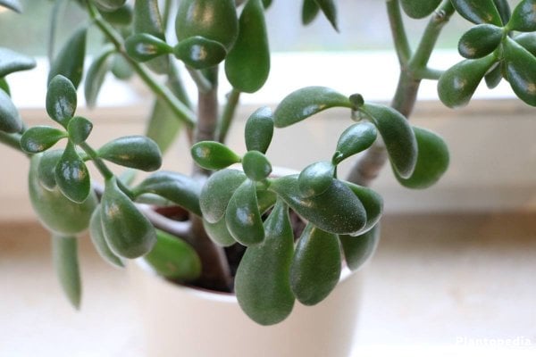 crassula-ovata-n5