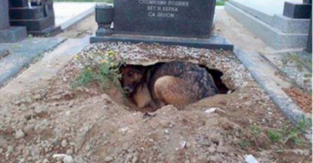 Svi su mislili da pas žali za svojim vlasnikom sve dok nisu primjetili šta se stvarno nalazi ispod njegovog groba