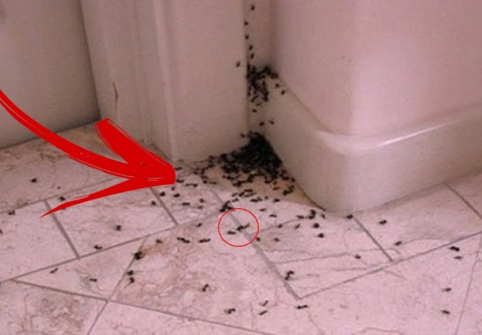 BRZO, LAKO I UČINKOVITO: Riješite se mrava uz ovih nekoliko trikova iz kućne radinosti