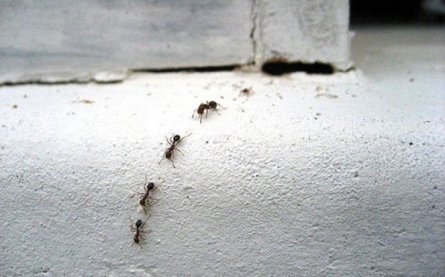 mravi-ilustracija