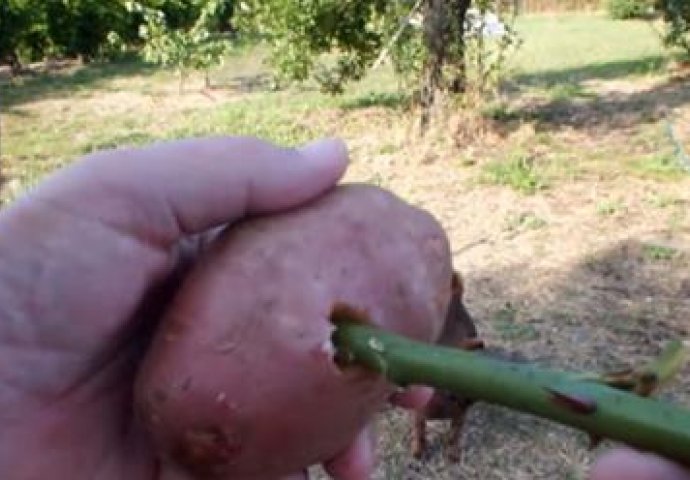 OVO MORATE PROBATI: Čovjek je zabio ružu u krompir i posadio je, poslije 7 dana bio je ZAPANJEN rezultatom! (FOTO) (VIDEO)