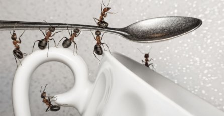 Evo kako ćete se riješiti dosadnih mravi, znamo da vam baš sada prouzrokuju najveće glavobolje