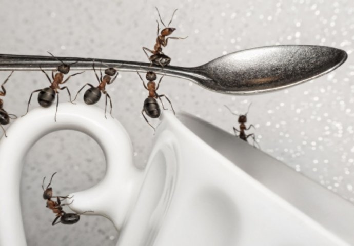 Evo kako ćete se riješiti dosadnih mravi, znamo da vam baš sada prouzrokuju najveće glavobolje