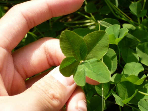 five-leaf-clover-2