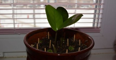 POUČNA PRIČA: Ovako je direktor izabrao svog nasljednika!