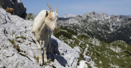 Koza je danima zarobljena u kamenolomu, ekipa za spašavanje započinje danas posljednji pokušaj spašavanja