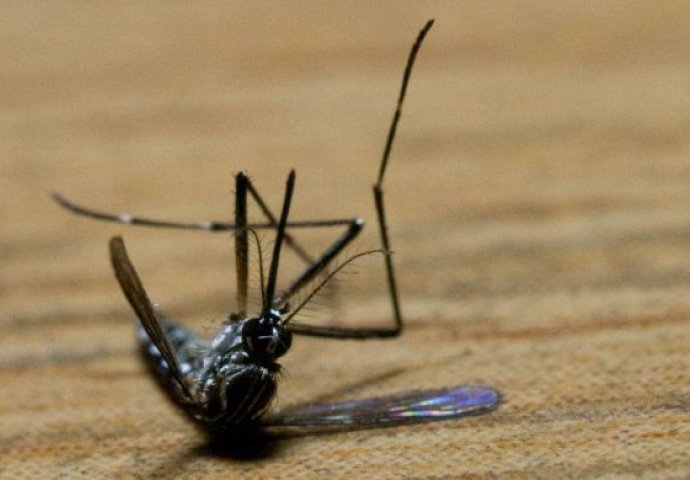 POPRSKAJTE OVU PRIRODNU MJEŠAVINU PO KUĆI: Za dva sata nestaće svi komarci, muhe i bubašvabe