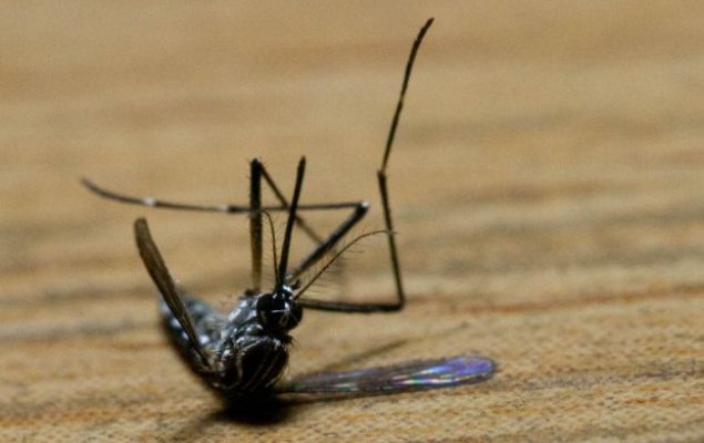 mrtav-komarac