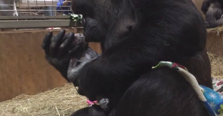 MAJKA GA JE NJEŽNO POLJUBILA: Pogledajte rođenje malog gorile, a evo kako su ga nazvali