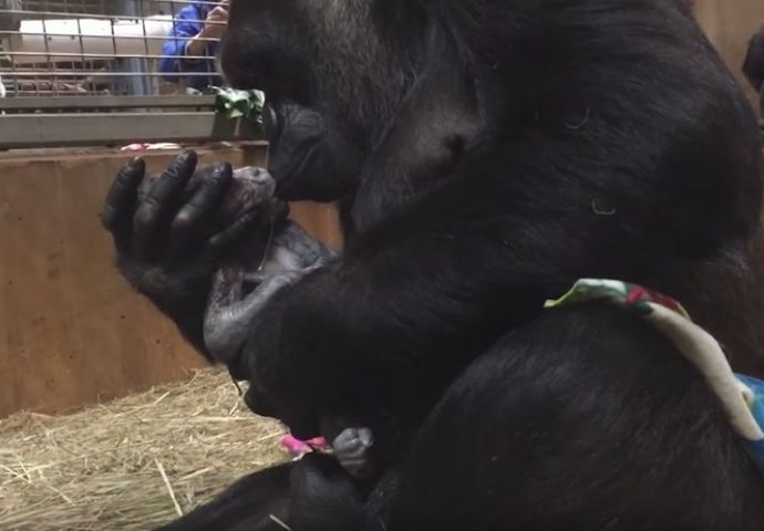 MAJKA GA JE NJEŽNO POLJUBILA: Pogledajte rođenje malog gorile, a evo kako su ga nazvali