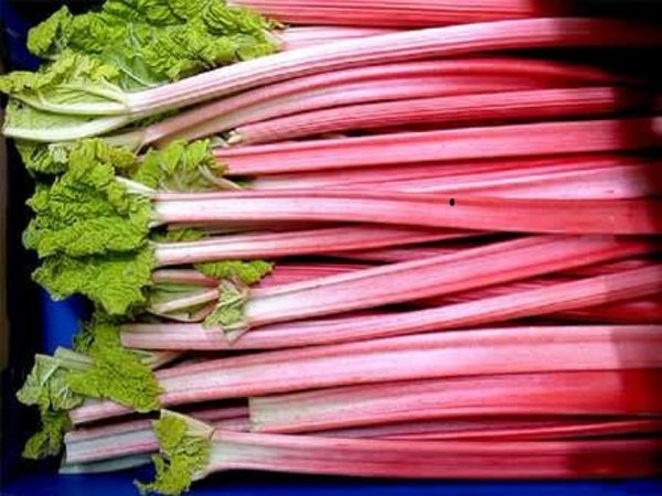 rabarbara-victoria-slika-l-19681229