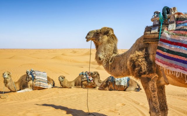 321283-desert-camels-tunisia