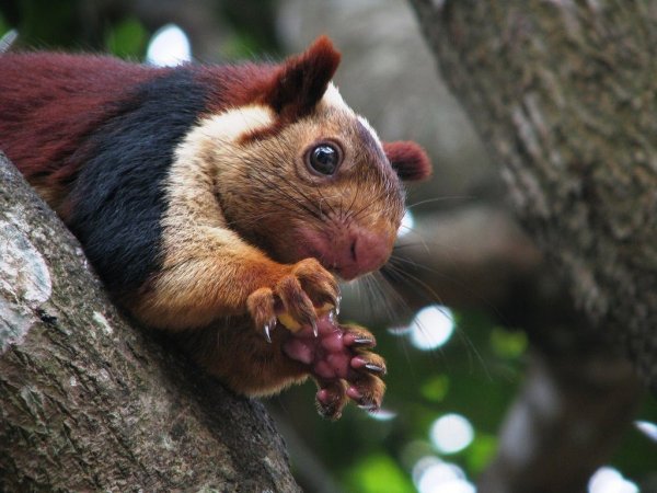 beautiful-indian-giant-squirrel-3