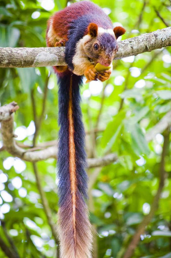the-indian-giant-squirrel