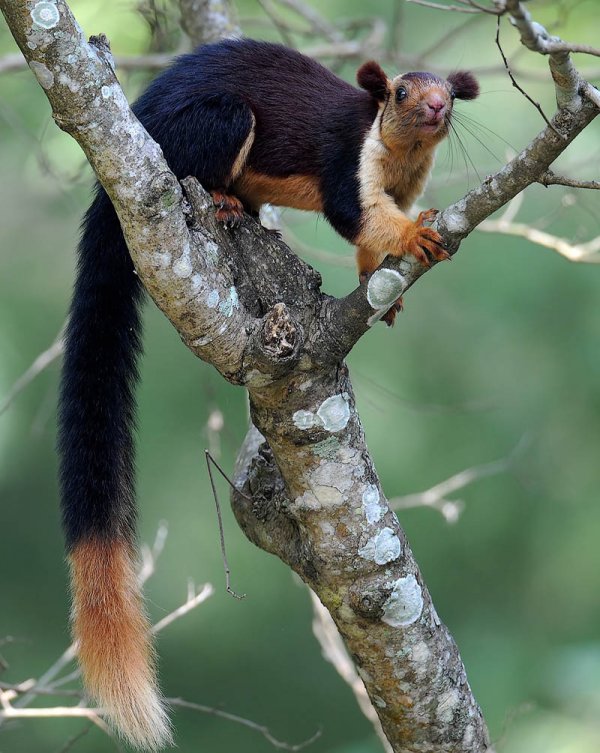 malabar-giant-squirrel