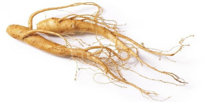 ginseng1