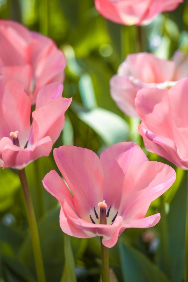 we-photographed-the-netherlands-exploding-in-colorful-tulip-fields-5ae59f7d68e42-880