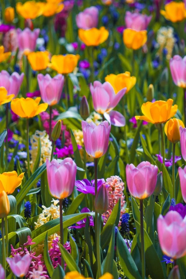 we-photographed-the-netherlands-exploding-in-colorful-tulip-fields-5ae59f8bb86f3-880