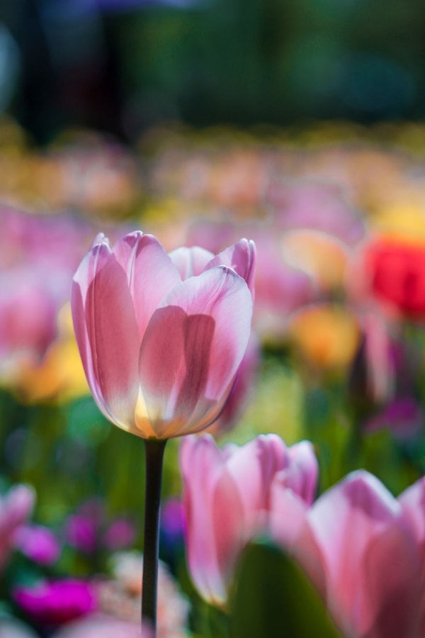 we-photographed-the-netherlands-exploding-in-colorful-tulip-fields-5ae59f95a55f4-880