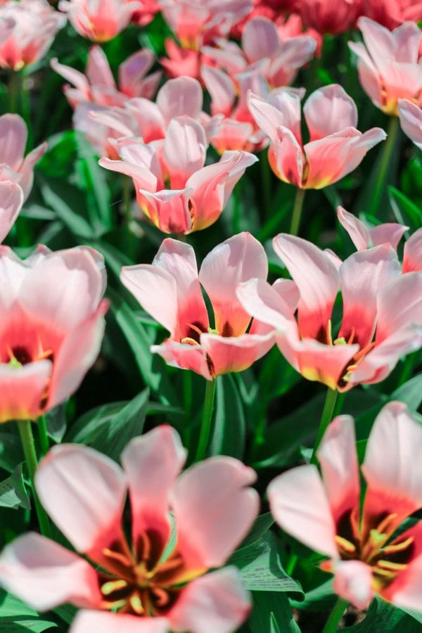 we-photographed-the-netherlands-exploding-in-colorful-tulip-fields-5ae59fa107f57-880