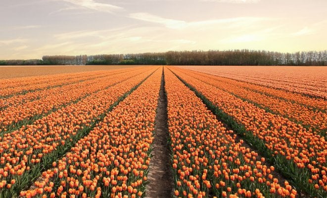 we-photographed-the-netherlands-exploding-in-colorful-tulip-fields-5ae593ad88f74-880