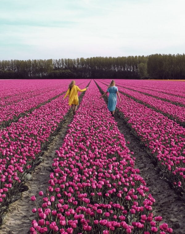 we-photographed-the-netherlands-exploding-in-colorful-tulip-fields-5ae593f49e642-880