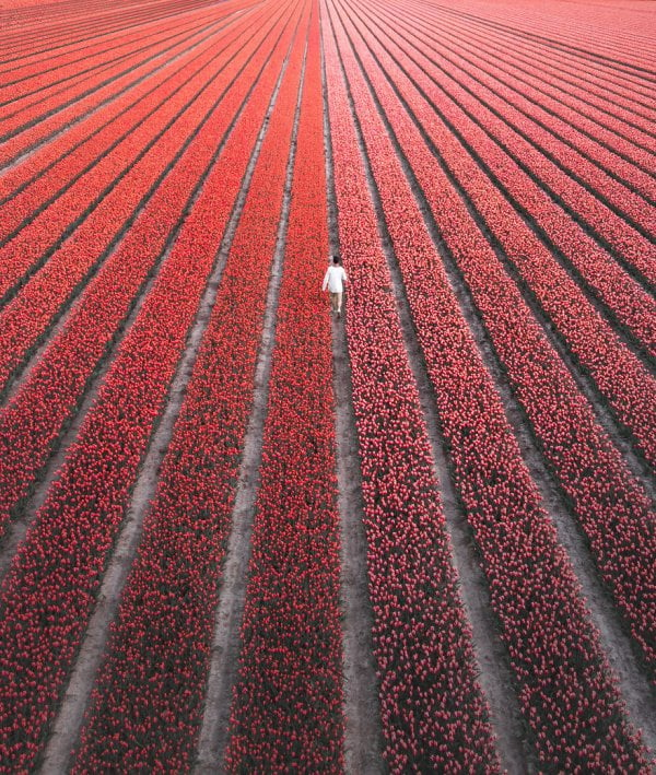 we-photographed-the-netherlands-exploding-in-colorful-tulip-fields-5ae594ce2d19f-880