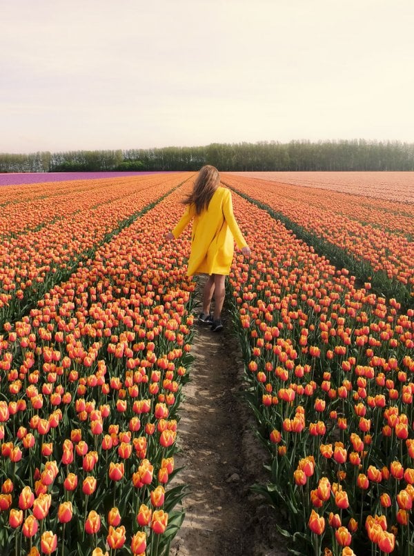 we-photographed-the-netherlands-exploding-in-colorful-tulip-fields-5ae5937c27484-880