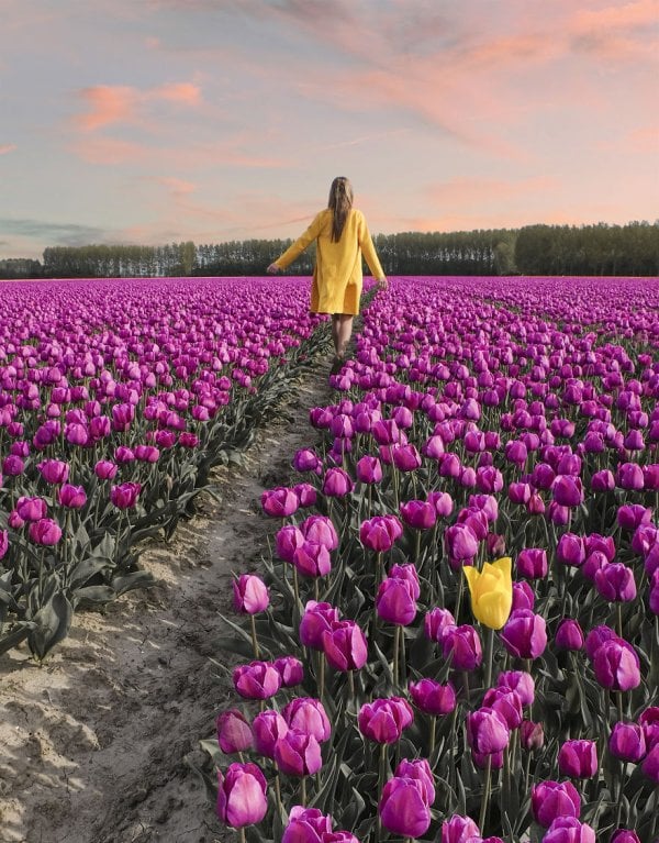 we-photographed-the-netherlands-exploding-in-colorful-tulip-fields-5ae5941cd7df0-880