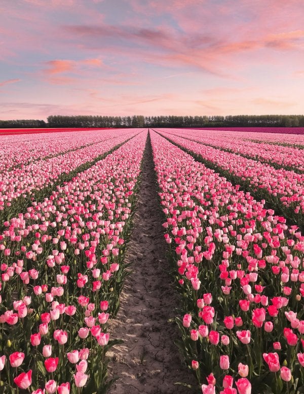 we-photographed-the-netherlands-exploding-in-colorful-tulip-fields-5ae5944e09f6e-880