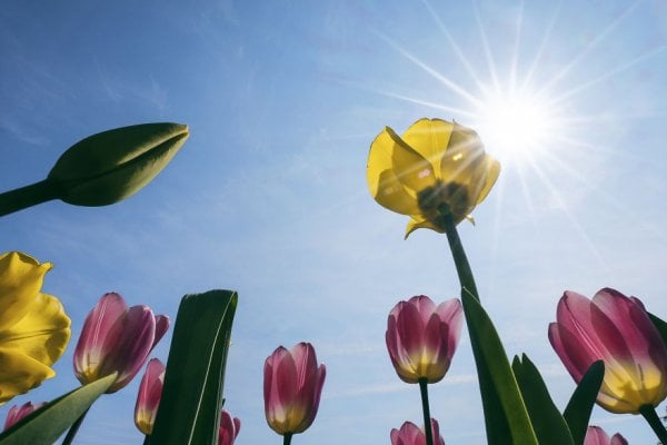 we-photographed-the-netherlands-exploding-in-colorful-tulip-fields-5ae5961bc3c32-880