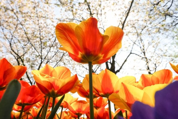 we-photographed-the-netherlands-exploding-in-colorful-tulip-fields-5ae59627cd644-880