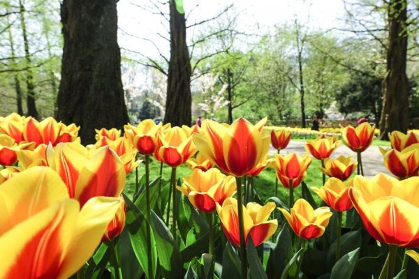 we-photographed-the-netherlands-exploding-in-colorful-tulip-fields-5ae596419ee76-880