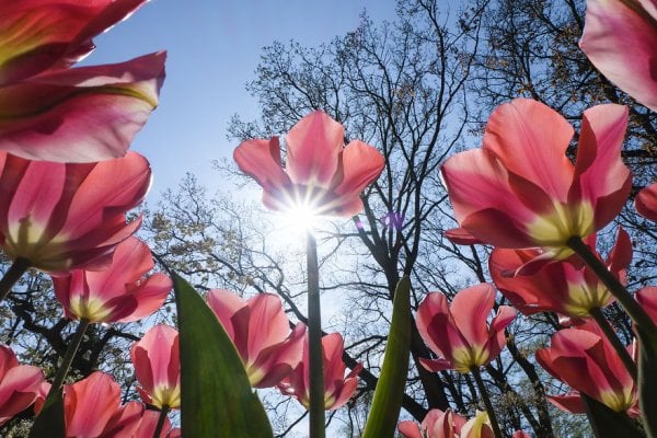 we-photographed-the-netherlands-exploding-in-colorful-tulip-fields-5ae596558b85a-880