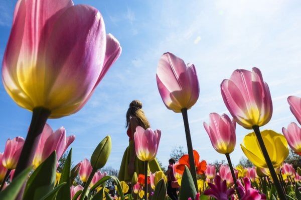 we-photographed-the-netherlands-exploding-in-colorful-tulip-fields-5ae596322462b-880