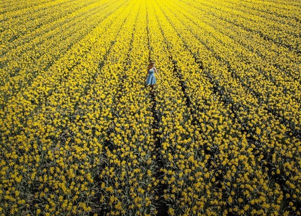 we-photographed-the-netherlands-exploding-in-colorful-tulip-fields-5ae5949192919-880