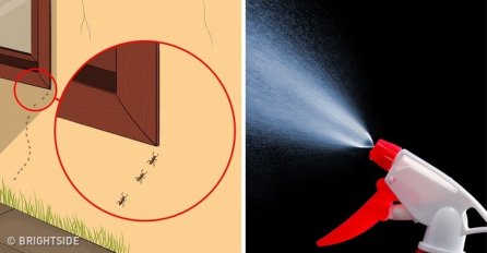 BEZ HEMIKALIJA: 10 načina tjeranja svih vrsta insekata iz vašeg doma, da se više nikada ne vrate