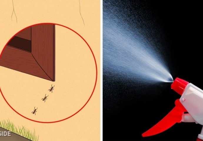 BEZ HEMIKALIJA: 10 načina tjeranja svih vrsta insekata iz vašeg doma, da se više nikada ne vrate