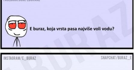 E buraz, koja vrsta pasa najviše voli vodu?