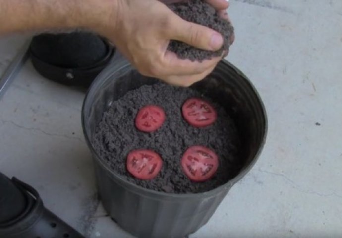 UROD ĆE BITI TOLIKI DA NEĆETE ZNATI ŠTA ĆETE S NJIM: Otkrio je najjednostavniji način kako da uzgojite paradajz! (VIDEO) 