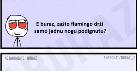 E buraz, zašto flamingo drži samo jednu nogu podignutu?