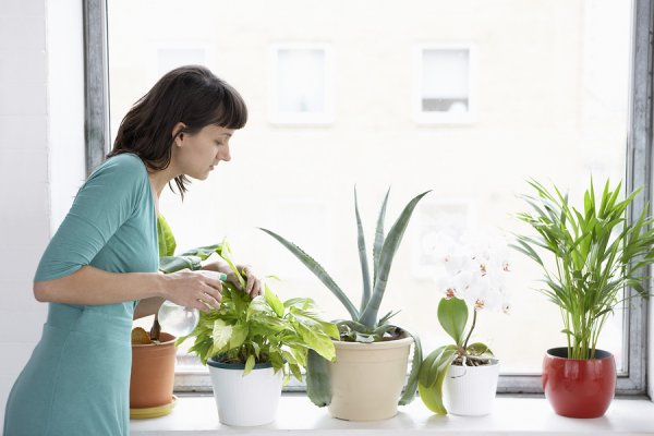 indoor-plant-care-tips