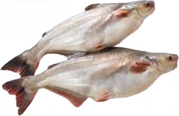 pangasius-cream-dory-fish